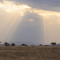 Buy canvas prints of Rays of sunlight shining on the Serengeti savanna by Mark Roper