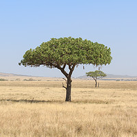 Buy canvas prints of Kigelia Africana tree in Serengeti, Tanzania by Mark Roper