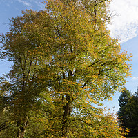 Buy canvas prints of Tree with beautiful autumn colours at Nowton Park by Mark Roper