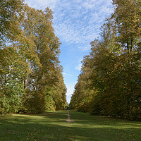 Buy canvas prints of Autumn Lime Avenue at Nowton Park by Mark Roper