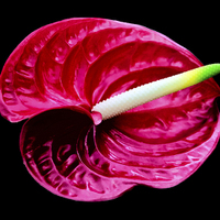 Buy canvas prints of  Anthurium by John Vaughan