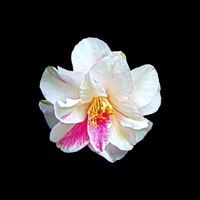 Buy canvas prints of  Camellia Japonica by John Vaughan