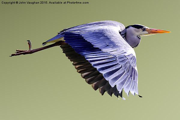  Grey Heron in Flight Picture Board by John Vaughan