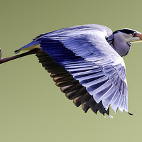 Buy canvas prints of  Grey Heron in Flight by John Vaughan
