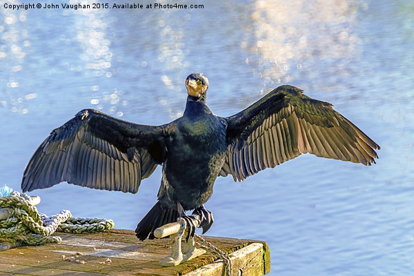  Posing Cormorant Picture Board by John Vaughan