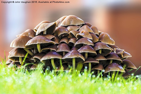  Mushrooms in morning dew Picture Board by John Vaughan
