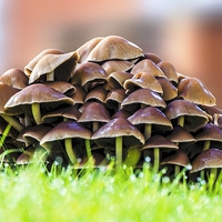 Buy canvas prints of  Mushrooms in morning dew by John Vaughan