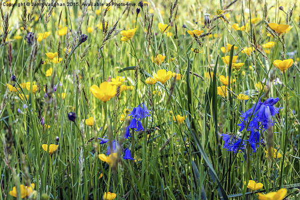  Buttercup Meadow Picture Board by John Vaughan