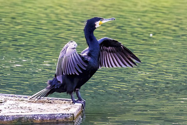  Cormorant Drying Wings Picture Board by John Vaughan