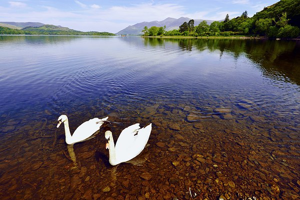  Swans on Derwent Water Picture Board by John Vaughan