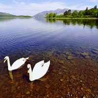 Buy canvas prints of  Swans on Derwent Water by John Vaughan