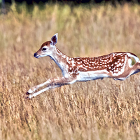 Buy canvas prints of  Frolicking Fallow Fawn by John Vaughan