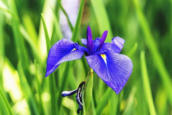  Violet Blue Iris Picture Board by John Vaughan