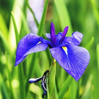 Buy canvas prints of  Violet Blue Iris by John Vaughan