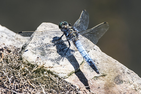 Black-tailed Skimmer (Orthetrum cancellatum) Picture Board by John Vaughan