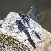 Buy canvas prints of Black-tailed Skimmer (Orthetrum cancellatum) by John Vaughan