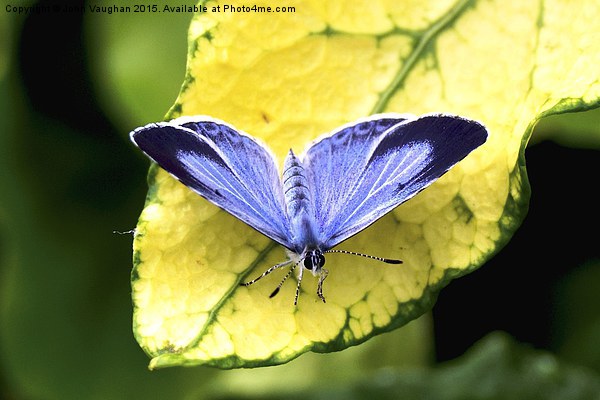  Holly Blue Butterfly Picture Board by John Vaughan