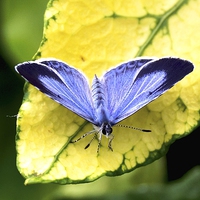Buy canvas prints of  Holly Blue Butterfly by John Vaughan