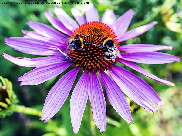 Bees on Echinacea Picture Board by John Vaughan