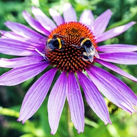 Buy canvas prints of Bees on Echinacea by John Vaughan