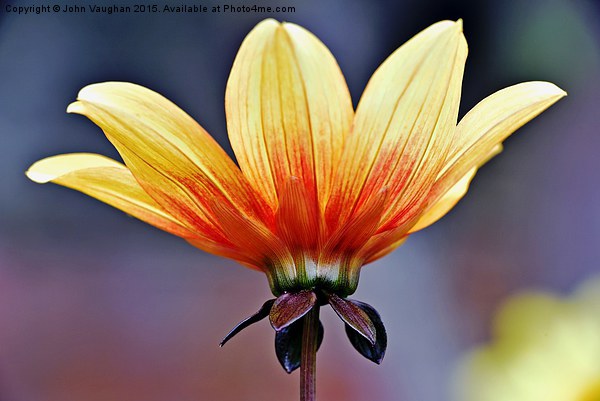  Peachy Yellow Dahlia Picture Board by John Vaughan