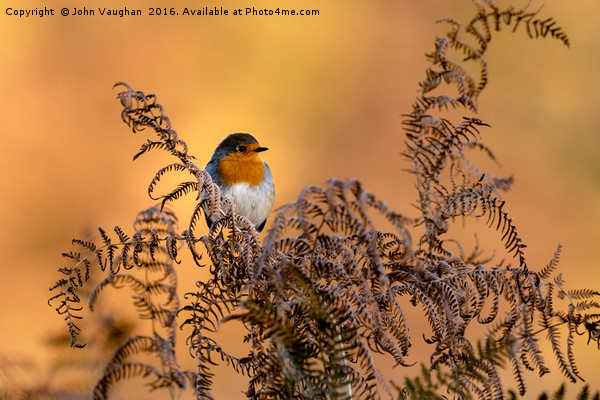 Early frost brings native Robin into Autumn sun Picture Board by John Vaughan