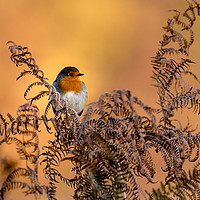 Buy canvas prints of Early frost brings native Robin into Autumn sun by John Vaughan