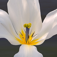 Buy canvas prints of Springing Open by John Vaughan