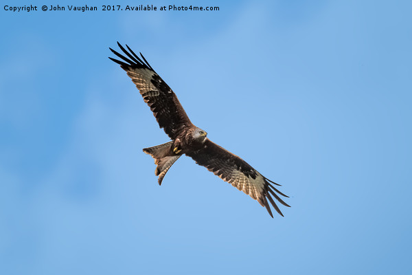 My Red Kite Soaring High  Picture Board by John Vaughan