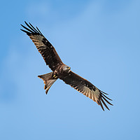 Buy canvas prints of My Red Kite Soaring High  by John Vaughan