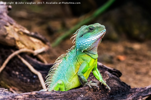 Green Iguana Picture Board by John Vaughan