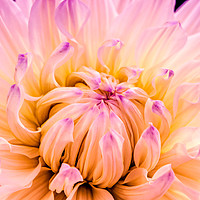 Buy canvas prints of Dahlia Violet and White by John Vaughan