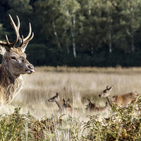 Buy canvas prints of Rude Stag by Len Brook