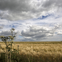 Buy canvas prints of Clouds over Wheat Field by Len Brook