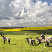 Buy canvas prints of Sheep on the South Downs by Len Brook