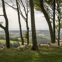 Buy canvas prints of Sheep on Chanctonbury Ring by Len Brook