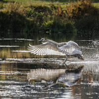 Buy canvas prints of Juvenile Mute Swan Treading Water by Len Brook