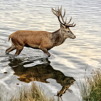 Buy canvas prints of Red Deer Stag  by Len Brook