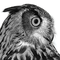 Buy canvas prints of Eurasian Eagle Owl by Len Brook