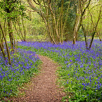 Buy canvas prints of Clapham Woods Bluebells by Len Brook