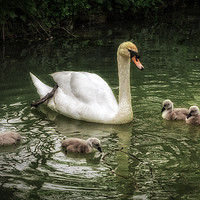 Buy canvas prints of Mute Swan With Cygnets by Len Brook