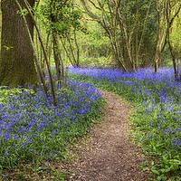 Buy canvas prints of Clapham Wood Bluebells by Len Brook