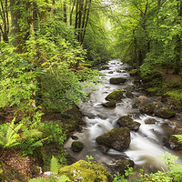 Buy canvas prints of The Ardgartan Forest by Len Brook