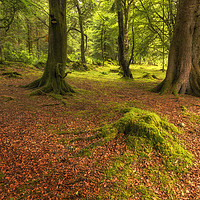 Buy canvas prints of The Ardgartan Forest by Len Brook