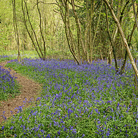 Buy canvas prints of Clapham Woods Bluebells by Len Brook