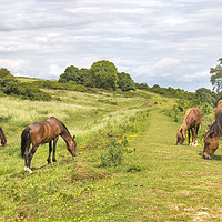 Buy canvas prints of Cissbury Ring Ponies by Len Brook