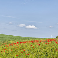 Buy canvas prints of Poppy Fields of North Lancing by Len Brook