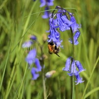 Buy canvas prints of  bee on a bluebell by luke perez