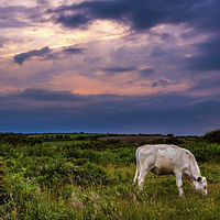 Buy canvas prints of Cow before the storm by Black Key Photography
