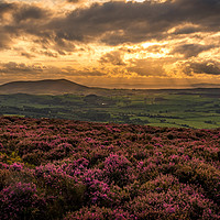 Buy canvas prints of Hidden in Heather, a view from Stiperstones, Shrop by Black Key Photography